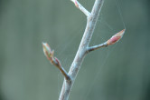 Die ersten Knospen zeigen den nahenden Frühling an.