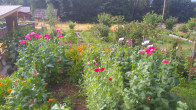 Mohnblüten mitten im Garten.