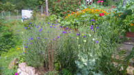 Kornblumenblüten für unseren beliebten Blütenpfeffer.