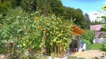 DSC 0113