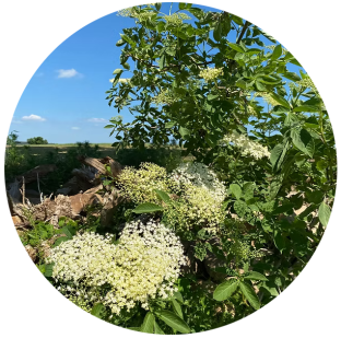 sommersonnenwende